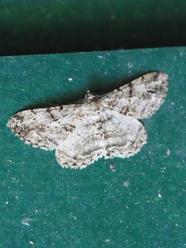 Réf. 284 051 : Peribatodes rhomboidaria